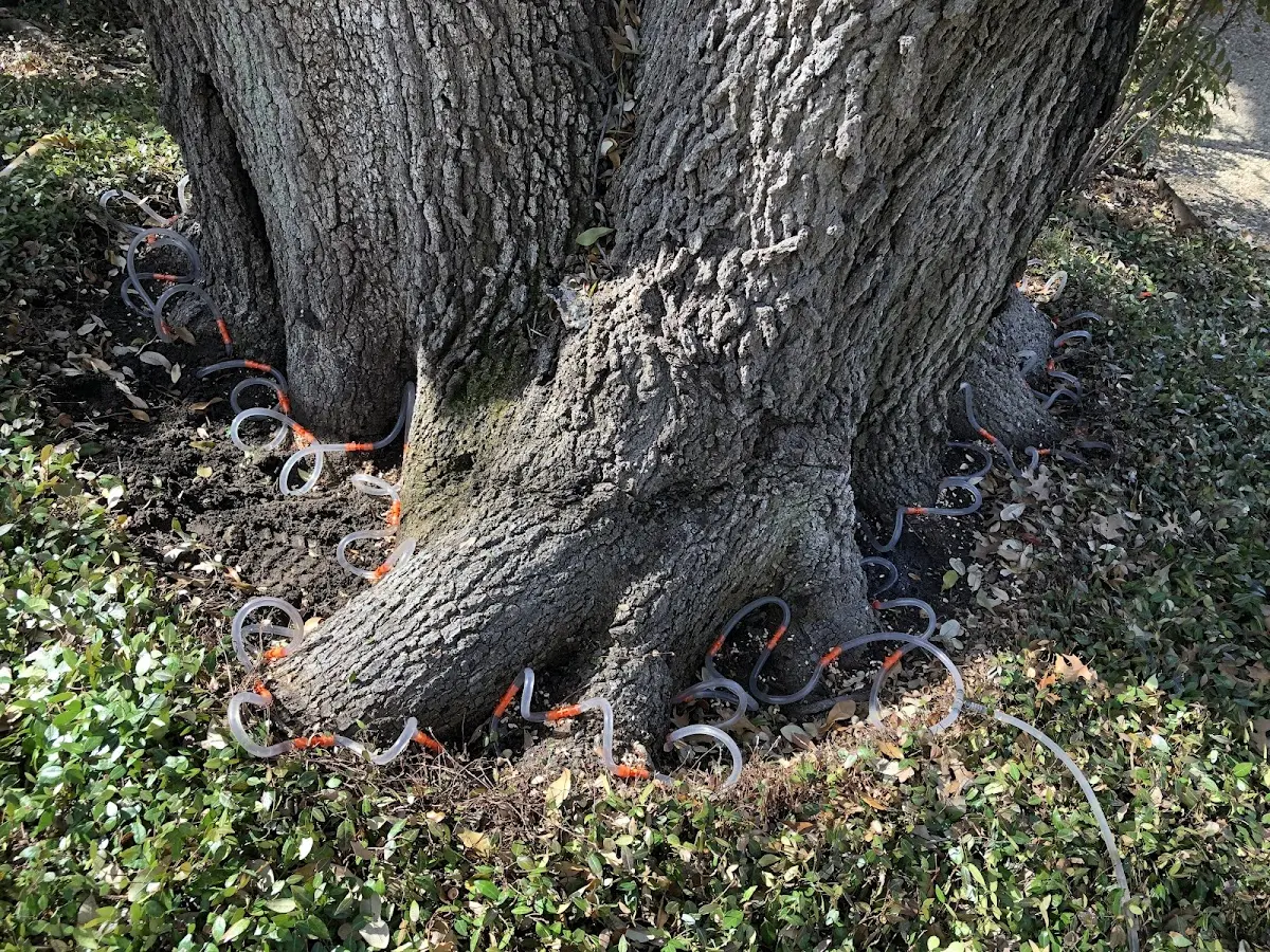 Detailed Tree Cabling and Bracing job site in Boyle